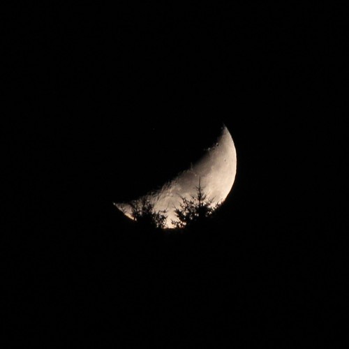Silhouette of trees in front of the setting Moon